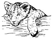 lion cub-207
